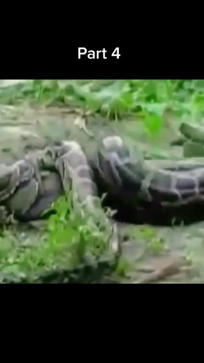 Anaconda Hunting Crocodile - Wild Animals Encounter