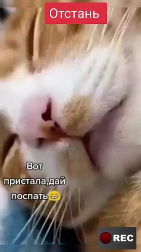 Exploring the Playful World of Cats