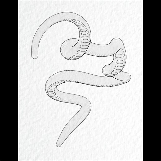 Snake Builder Kit 30 Assets | Easy Body Creation With Guideline Variations, Seamless Overlap Depth | Flowing Scales | Head Templates 2025 - Etsy