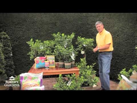 Gardenias for Southern California with Nicholas Stadden