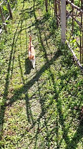 15 reactions | Sammy and Serena, framed so nicely by the edible trellis! #cats #catsofinstagram #cat #of #catstagram #instagram #catlover #catlife #catlovers #instacat #kitten #pets #meow #kittens #catoftheday #kitty #love #cute #pet #animals #dogs #gatos #world #gato #petsofinstagram #kittensofinstagram #cutecats #catlove #adoptdontshop #catsagram | The CAT Diaries | Facebook