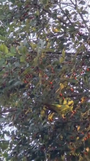 What Is This Parakeet Eating?