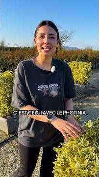 3 Windbreak and Privacy Screen plants for terrace and balcony