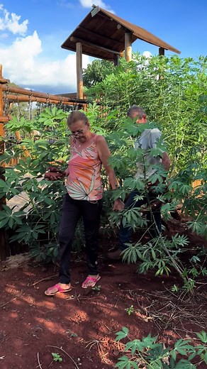 Harvesting Yams: A Step-by-Step Guide