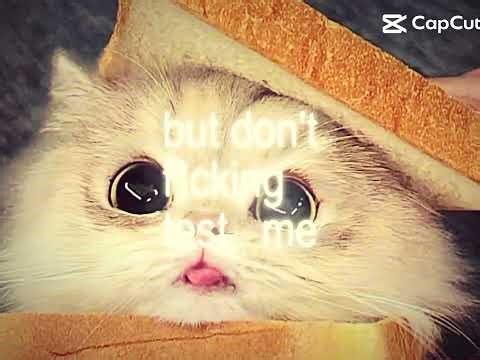 Bread cat meme🍞