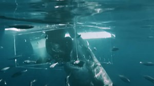 Great white shark smashes through dive cage