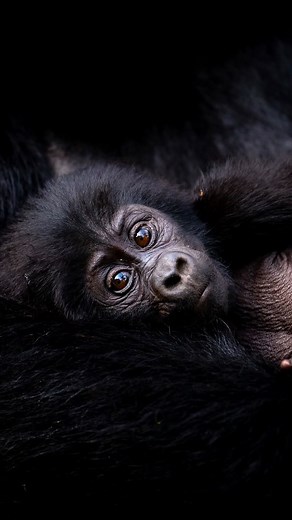 Golden monkey trekking in Mgahinga National Park, Uganda is an exciting adventure that involves hiking through the rainforest to find and observe golden monkeys. | Moses Kisembo