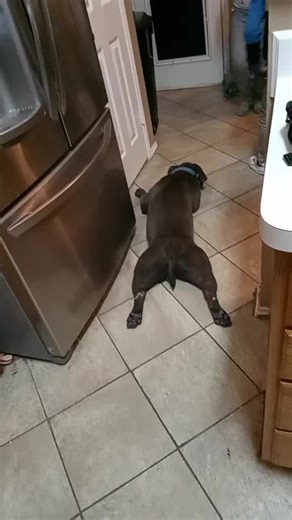 #OnCommand#Fyp#American Bullies