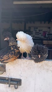 Time to find some shade for our Polish chicks. It’s so hot but it’s just like summer #polishchicks #justlikesummer | Caenhill Countryside Centre