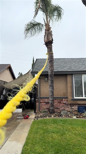 BigJoe (@joebrager)’s video of cutting palm tree with electric saw