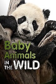 Watch Baby Animals in the Wild Season 4 Episode 10 - More Spring Babies