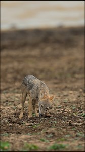 The Golden Jackal is the only wild canid species found on the island of Sri Lanka. Its diet is highly varied, including small mammals, birds, reptiles, insects, and fruit. In local folklore, it is often portrayed as a clever trickster. Ask our resident naturalist for more fascinating stories about this remarkable species. | The Warden's House