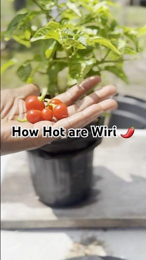 Wiri Wiri Pepper Harvest! 🌶️ Amazing Root Growth in Aquaponics