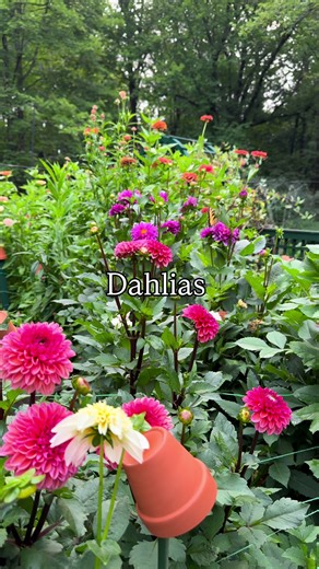 6 Easy Flowers for Year-Round Bouquets