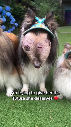 Some days I catch myself imagining all the years Sadie still deserves to have. ❤️ The vet says there is still hope for my sweet girl, and I’m doing everything I can to get her the treatment she needs. 💔 If you’d like to help Sadie keep fighting, our GoFundMe link is in the bio. #dogmom #gofundme #doglife