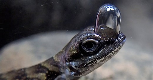 Why This Tiny Lizard Dives With a Natural Scuba Tank