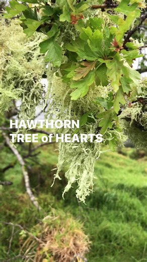 20K views · 298 reactions | HAWTHORN tree of HEARTS (Crataegus monogyna) #gardening #survival #foraging | Prepper Kiwi | Facebook