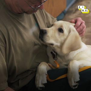 29M views · 879 shares | These service dogs are changing the lives of prisoners | Zinc | Facebook