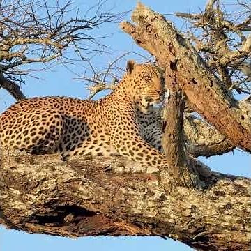 ✨ CHEETAH vs LEOPARD – The REAL Difference Explained | Tanzania Safari ✨