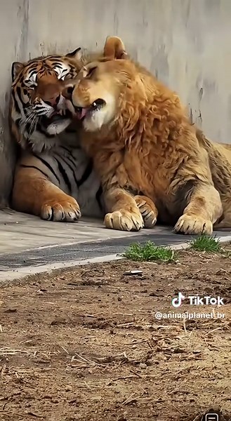 Tigre e leão brincando: momentos fofos entre amigos