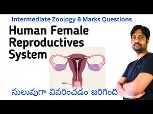 Human Female Reproductive System || Zoology 8 Marks Quotation