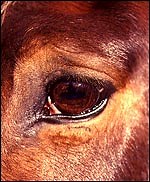 Understanding iridology - Horse & Hound