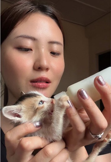 Three Adorable Orphan Kittens Growing Cuter Daily