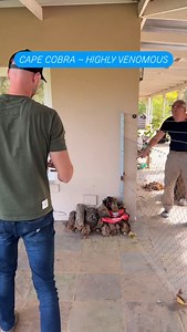 Cape Cobra removed from a property in Stellenbosch. “This snake varies in colour from near black to dark or light brown, beige, yellow or speckled while juveniles have a dark band on the throat. The Cape Cobra is easily confused with the Mole Snake and the Black Spitting Cobra. It is by far our most dangerous cobra and with the Black Mamba it accounts for the majority of fatal snake bites in South Africa. The Cape Cobra may stand its ground if threatened and is quick to form a hood and bite. It 