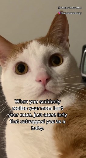 Stanley The Cat on TikTok