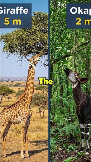 Is it a Zebra or a Giraffe? Meet the Okapi! 🦒🦓