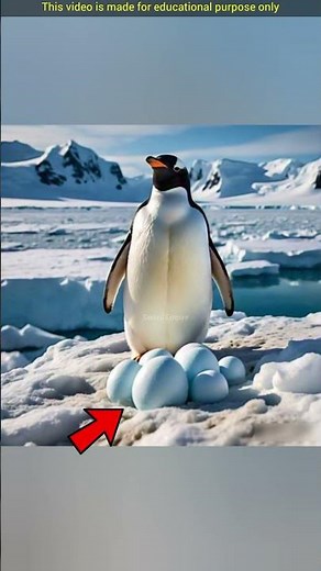 Penguin's egg