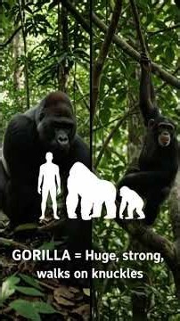 #Gorilla vs Chimpanzee: Difference in 10 Seconds!