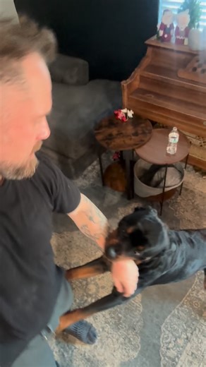 Aaron Fleck on Instagram: "Sometimes I forget how badly I’m losing my hair. Then I do a video from a Birds Eye view and I’m reminded😆#dillonrottweiler #crazydogs #rottweilerlove"