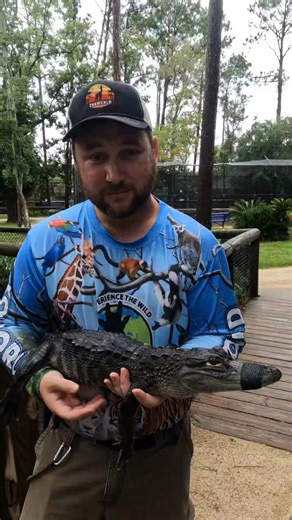 There are other places in Florida that you can hold an alligator but only at ZooWorld do you get the imersive experience of an alligator's habitat! #alligators #florida #thingstodoonvacation #pcbflorida #zooworldpcb | ZooWorld Panama City Beach