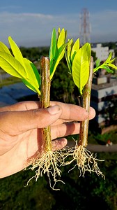 Propagate a lemon tree from cuttings#reelsviralシ #lemon #gardeningtips #cuttingtree #Gardening #gardeningisfun #gardening #rosegarden #gardeninglife #GardeningTips #roses #gardeningideas #gardeninglove #gardeninghacks #シ #reelsvideo | Dian Creative