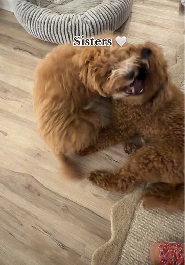 Understanding Mini Golden Doodles and Their Behavior