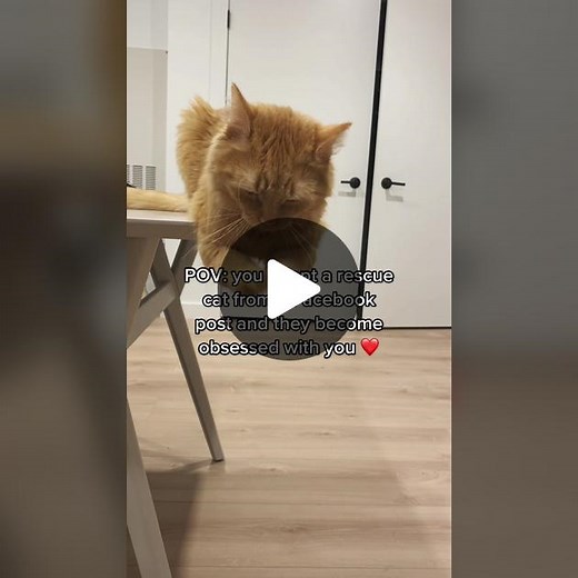 Oh Charlie Cat is a sweet boy ❤️ #fyp #catsoftiktok #cat #cutecat #catlover