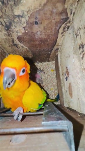 Sun Conure Baby Feeding Time | Amazing Breeding Pair 🦜