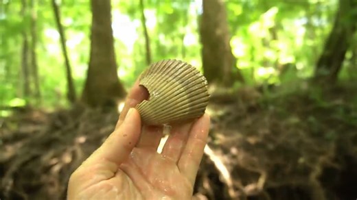 Digging up Florida’s Ice Age past