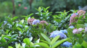 How to Make Hydrangeas Bloom: Essential Care Tips