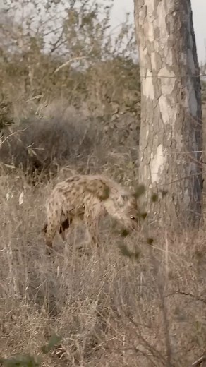 2.3K views · 24 reactions | Hyenas Circle Leopard in Tree! #lion #zebra #deer #tiger #elephant #shake #cat #porcupine #short #reels #buffalo #wildfuffalo #crocodile #monkey #wildlife #lion #hyena #lionking #Leopard | Animal Files | Facebook