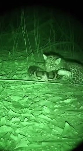 Night vision jungle jaguar cub resting python lunges and coil