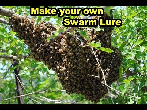 Making Honeybee Swarm lure