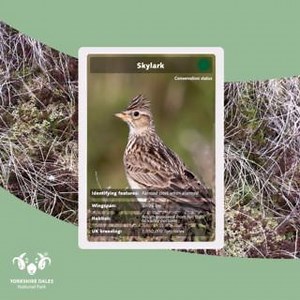 24 reactions | Learn more about the #YorkshireDales ground-nesting...