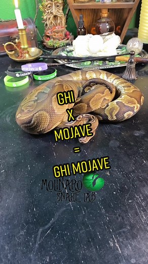 🐍 Many thanks to the newest Molinaro Snake Lab Creature Keeper! 🧪 Check out www.molinarosnakelab.com! #snakebreeder #fyp #foryou #reprilebreeder #witchyvibes #worldfamous #ballpythons #bolasawa #pythonroyal #الكرةالثعبان #球蟒 #bearded #գնդակպիթոն #oddities #Königspython #gendajagar #ularpiton #ボールパイソン #ballpyton #cobra #snakes #pets #petsnake #snakepet #animals #animalfacts