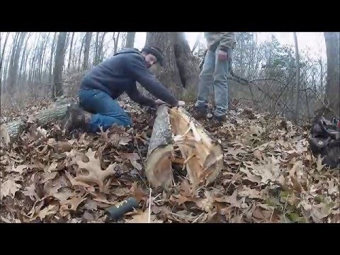 Traditional Bow Building - Part I - Harvesting The Bow Wood- Ancestral Knowledge