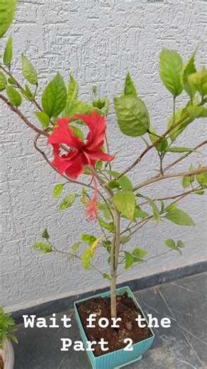 “Magic Hack: Grow Plants Using Old Flowers 🌼🌱”