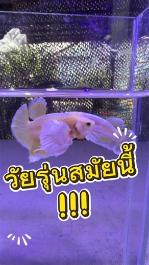 วัยรุ่นสมัยนี้!! #ปลาสวยงาม #ปลากัดไทย #ปลาบอลลูน #ปลากัด #ปลากัดสีทอง