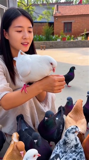 Royal Feathers, Royal Style 👑 #pigeon #birdviral #kabutar #kingsizepigeon #pigeonlaver #luxurybird