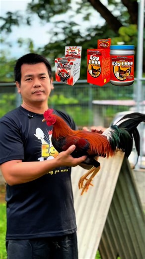 16K views · 89 reactions | Breeding Season Secrets: Katawang Hindi Aayaw! #GonzalesFarm #sabattlecocklagikanglamang #ElToro #Egg1000 #GamefowlBreeding | Gonzales Farm | Facebook